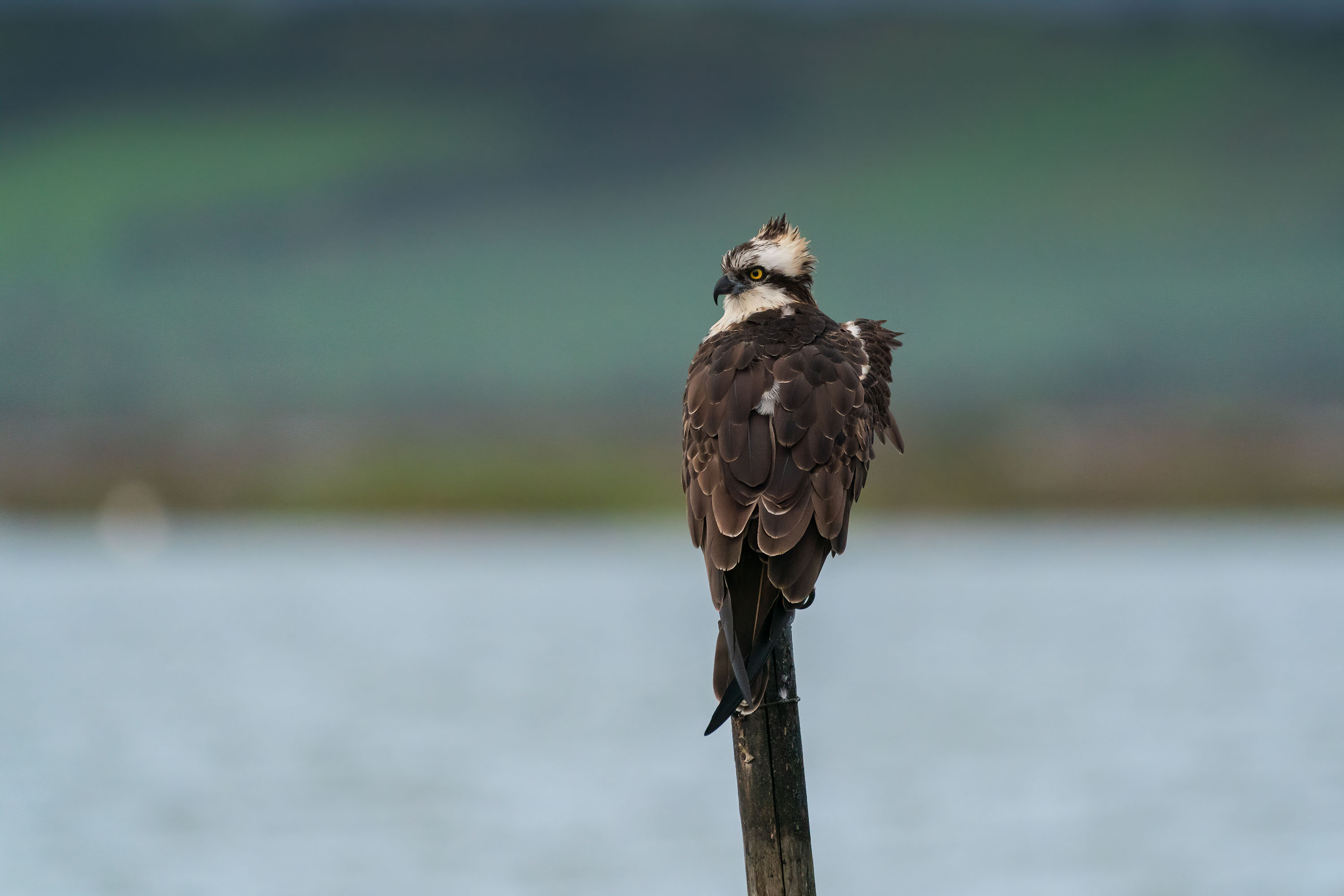 How to photograph an osprey