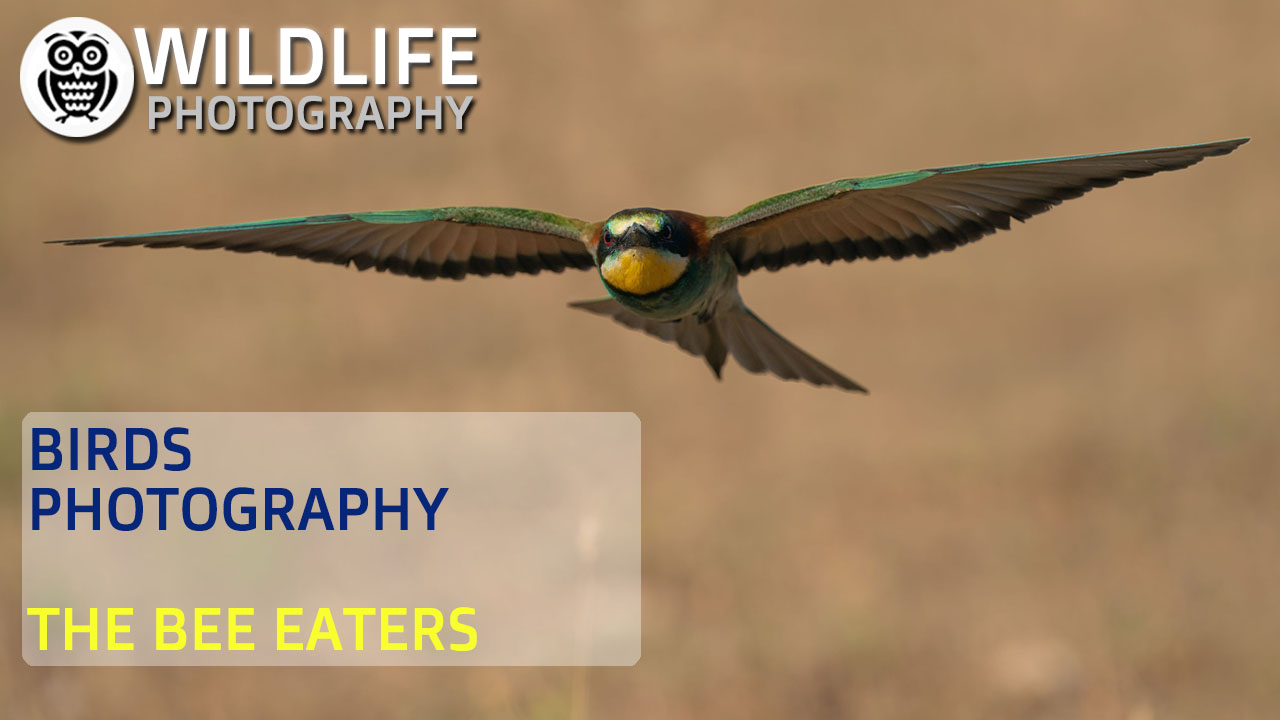 BIRDS PHOTOGRAPHY | Bee eaters | Behind the scene - Streamed by Giuseppe Gessa