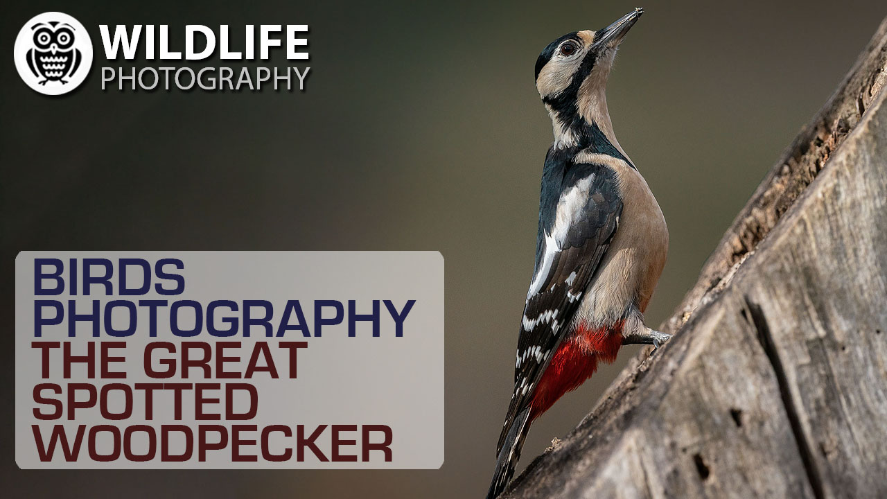 BIRDS PHOTOGRAPHY | Sony A9 | The great spotted woodpecker | Behind the scene - Streamed by Giuseppe Gessa