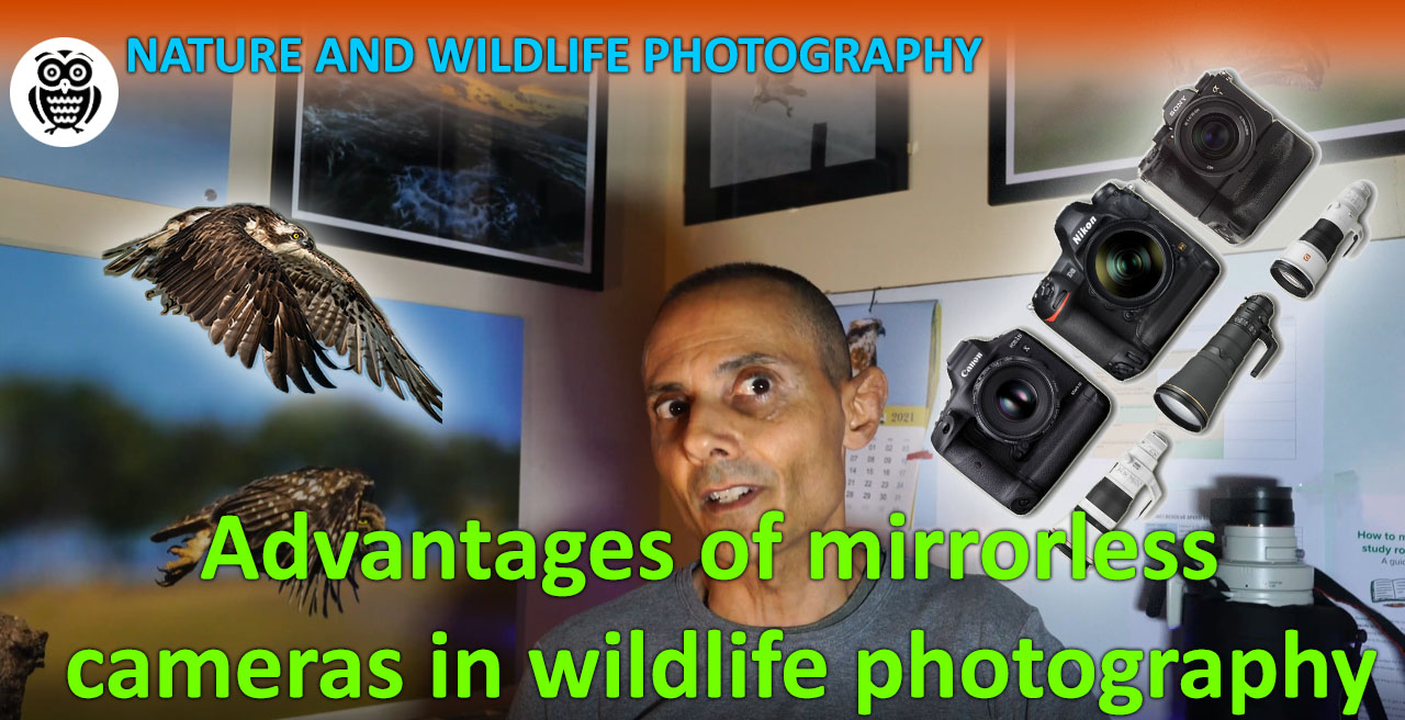 Advantages of mirrorless cameras in wildlife photography - Streamed by Giuseppe Gessa