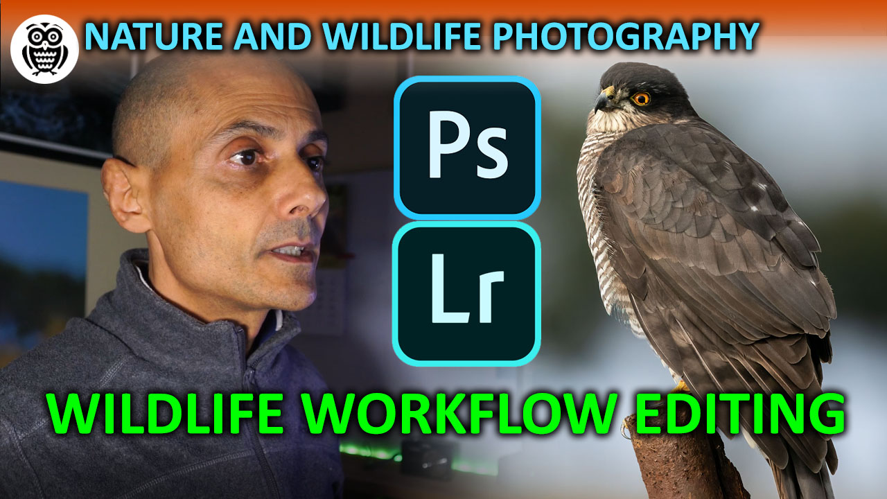 WILDLIFE Workflow Editing - My WORKFLOW for EDITING WILDLIFE photos - Streamed by Giuseppe Gessa