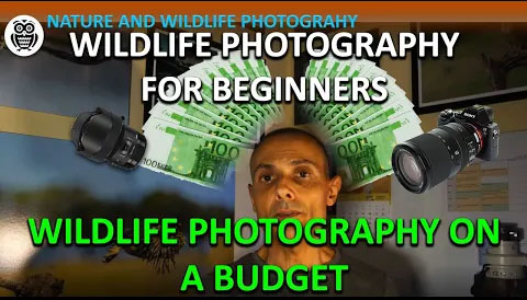 Wildlife photography on a budget - Streamed by Giuseppe Gessa